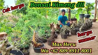 Cek harga bonsai Komeng dll koleksi Mas heru WA +62 889-8911-8001