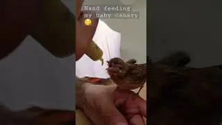 Hand feeding my baby canary 😋 #handfeed #canary #birds