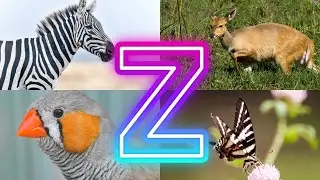 Animals And Birds Starting with Z || Amazing Animals Starting With Z