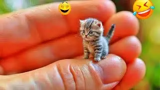 Best Funny Dogs and Cats Videos🤣🐶Funniest Animal videos 2026😁