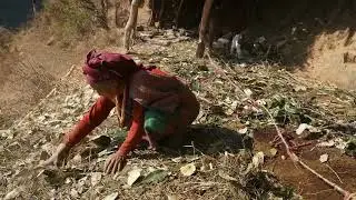 Traditional domestic animals farming technology || Village life