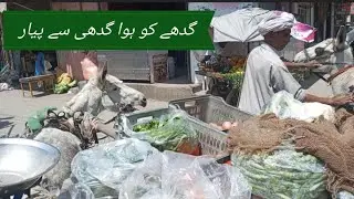 گدھے کو ہوا گدھی سے پیار|| Donkey in love || Aziz ullah vlog