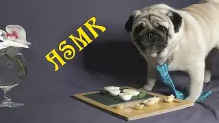 ASMR What Happens When You Put a Pug in an ASMR Situation? ASMR pug eats, pug sounds.