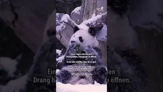 Zoo Tiere freuen sich &uuml;ber Schnee #s&uuml;&szlig; #funny