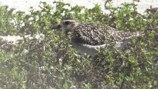 American Wildlife --- Pacific Golden Plover