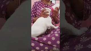 cat eating milk❤🥰#shorts#cat videos#billi ki awaaz#cat