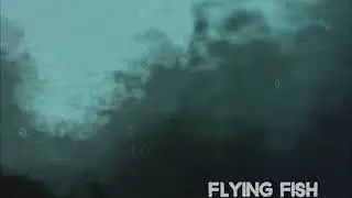 Dog Silent - Flew