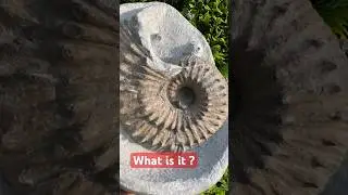 What?&ldquo;spiky fossil&rdquo;is in the large nodule?🤔#shorts#fossil