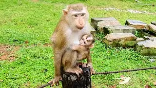 Mom Lauy&rsquo;s nurturing touch and dedication to her baby are a shining example for all monkey mo