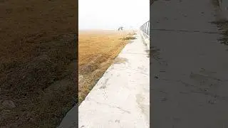 Cricket Ground khali #cricket #batting #bowling #shortvideo #viral