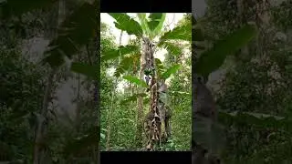 Monkey Climbing Banana Tree and Enjoying Bananas in Jungle Fun