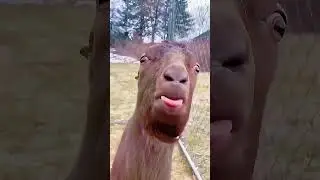 #barnyardfun #barnyard #farmyardadventure #farmlife