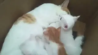Name:Ivan Christian B Hernandez Time:7:00 Recording:cats