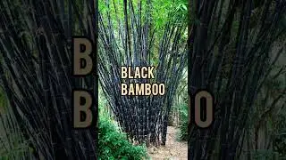 Different types of bamboo plants