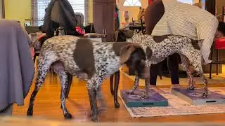 Practicing 3 leg stand with Artemis - Jan 30, session 2