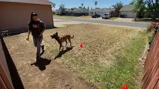 AKC Virtual Obedience Beginner Novice - BN-V1 