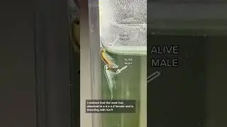 Sea Monkeys breeding with the deceased? Um...