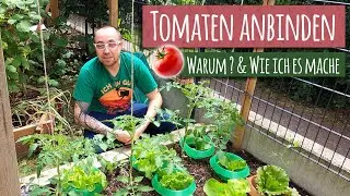 Tomaten anbinden 🍅 Warum? & Wie ich es mache 🍅 Tomatenhaken Tomatenstab Tomaten Spiralstab Garten