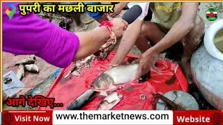 सीतामढ़ी पुपरी का मछली बाजार ( Sitamarhi Pupri Fish Market ) The Market News