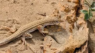 A very large lizard is visible roaming in the desert.