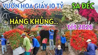 QUÁ KHỦNG VƯỜN BÔNG GIẤY 10 TỶ SA ĐÉC ĐỒNG THÁP 2026 XUẤT HIỆN NHIỀU MẪU HOA KỲ LẠ MUỐN MUA PHẢI CẨU