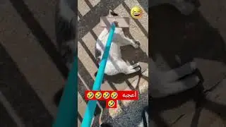 He forced her to clean it, haha🤣😹😹😹😹😹😹