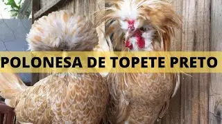 PADRÃO DA RAÇA POLONESA I GALINHA POLONESA DE TOPETE PRETO - Criatório Pestana Aves Ornamentais