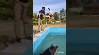 Dog in pool #Vama resort near Bangalore #splashed #doginpool