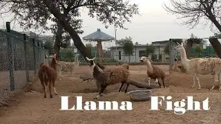 Llama Fight | Lama Glama in Fighting