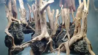 hardscape jungle untuk tank 30 cm.