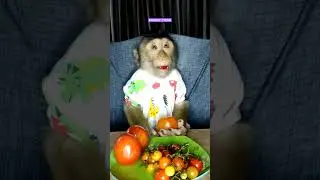 ADORABLE CUTE LITTLE BABY MONKEY EAT TOMATO CHERY @monkeyoyeng #shorts #viral #trending #youtube