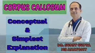 CORPUS CALLOSUM