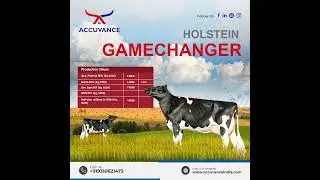 Boost Your Herd&rsquo;s Milk Production with Gamechanger HF Bull &ndash; Superior Genetics, Exceptional Yields!