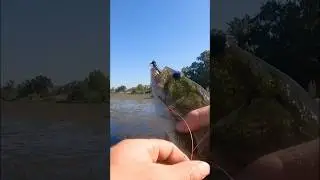 The Dragonfly Didn&rsquo;t Stand a Chance! #shorts #bassfishing #fishing #bass #bfs #topwater