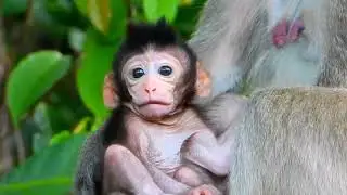 Poor mother she is blocked babie milk, Wild Monkey Family