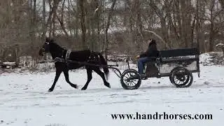 GENTLE WELL BROKE BLACK PERCHERON QUARTER HORSE CROSSBRED, RIDES AND DRIVES
