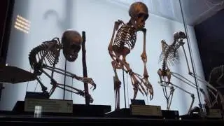 Visit to the Grant Museum of Zoology in London