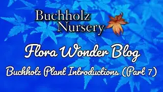 Flora Wonder | Buchholz Plant Introductions (Part 7)