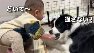 赤ちゃんが姉のボーダーコリーにいじめられた？！　弟に社会の厳しさを伝えるボーダーコリー　#ボーダーコリー #赤ちゃん #癒し #ファミリー #bordercollie #baby #dog