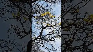 Colibr&iacute; en un lapacho