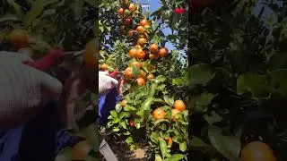 STR 2634 mini rotary tillage and ridging one one tree  short view #travel #beach #flowers#smrsounds