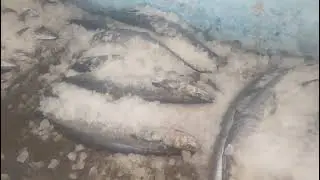 King fish 