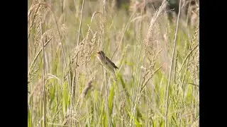 The marsh warbler singing on June 12, 2022, in Greater Poland