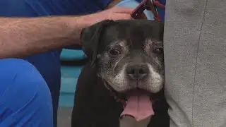 West Side microchip and rabies vaccine clinics bring animal care to communities in need