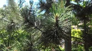 PINO NEGRO: Pinus uncinata (www.riomoros.com)