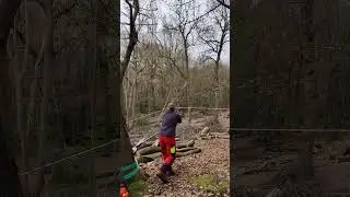 Ash dieback tree takedown with Tirfor