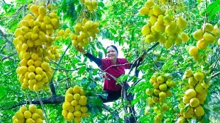 From Farm to Market: Harvesting Strange Solanaceae Fruits and Cooking the Unexpected