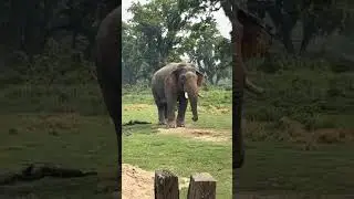 Ronaldo, The biggest wild elephant in nepal visiting  elephant breeding center to meet his family.
