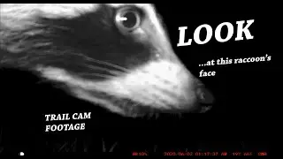 Trail cam footage - Raccoon behavior (w/fun facts)