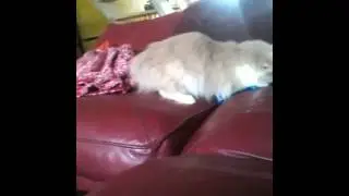 Ralphy cat